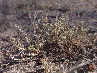 Atriplex pumilio, photographed by Nina Kerr