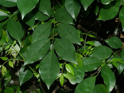 Bergera euchrestifolia, photographed by Jacy Chen