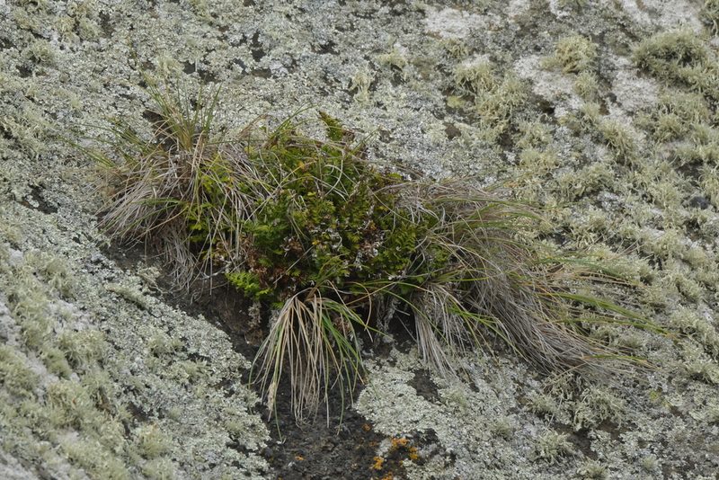 Asplenium chathamense, photographed by Christopher Stephens