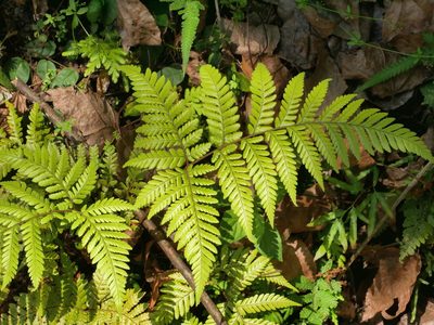 Ctenitis subglandulosa, photographed by Jacy Chen