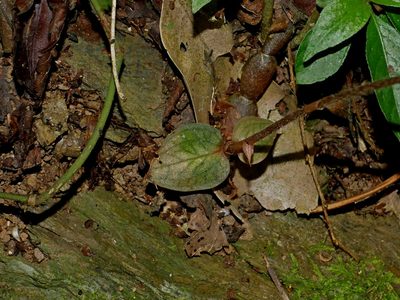 Cheirostylis clibborndyeri, photographed by Jacy Chen