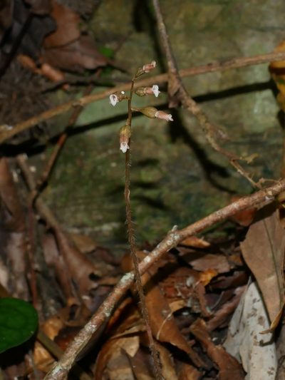 Cheirostylis clibborndyeri, photographed by Jacy Chen