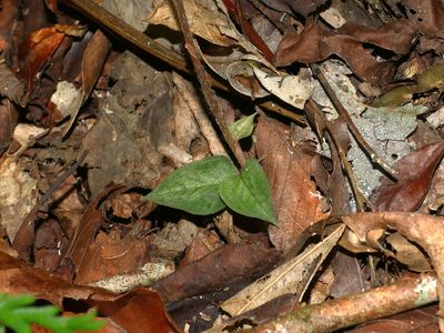 Cheirostylis clibborndyeri, photographed by Jacy Chen