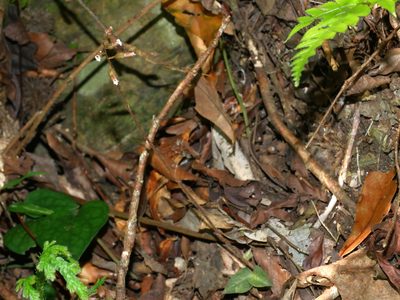 Cheirostylis clibborndyeri, photographed by Jacy Chen