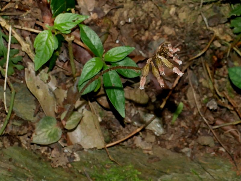Cheirostylis clibborndyeri, photographed by Jacy Chen
