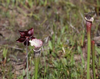 Sarracenia leucophylla, photographed by Lauren McLaurin