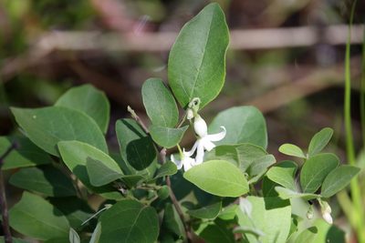 Styrax americanus, photographed by Lauren McLaurin