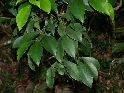 Ardisia cornudentata, photographed by Jacy Chen