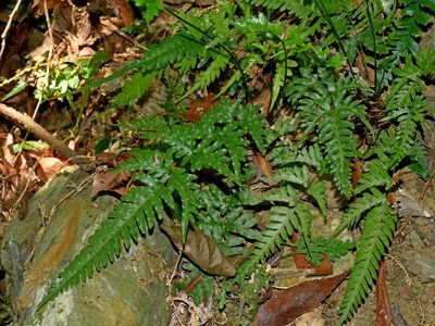 Pteris dispar, photographed by Jacy Chen