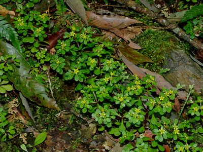 Sedum actinocarpum, photographed by Jacy Chen
