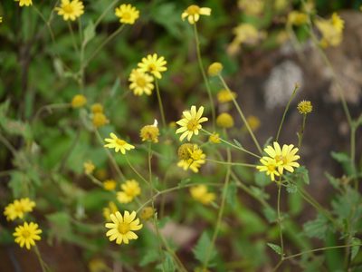 Senecio bombayensis, photographed by Dinesh Valke