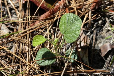 Rhynchosia reniformis, photographed by Lauren McLaurin