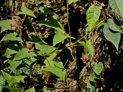 Polygonum senticosum, photographed by Jacy Chen