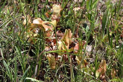 Sarracenia rosea, photographed by Lauren McLaurin