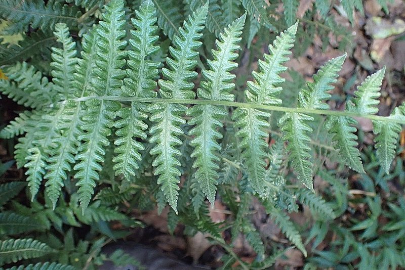 Amauropelta bergiana, photographed by Di Turner