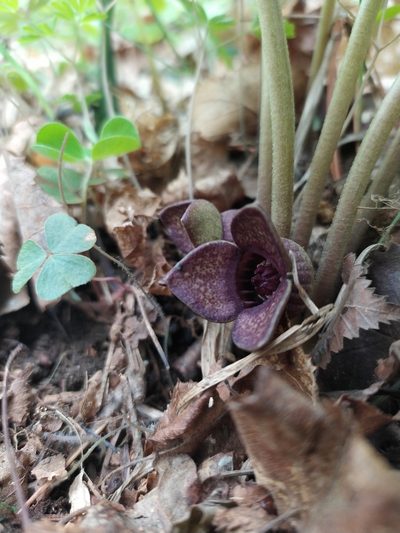 Asarum sieboldii, photographed by Tatyana Petrenko