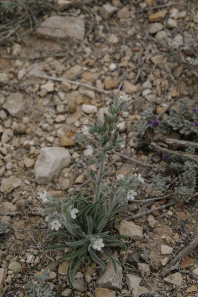Oreocarya palmeri, photographed by Eric Knight