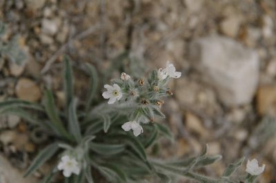 Oreocarya palmeri, photographed by Eric Knight