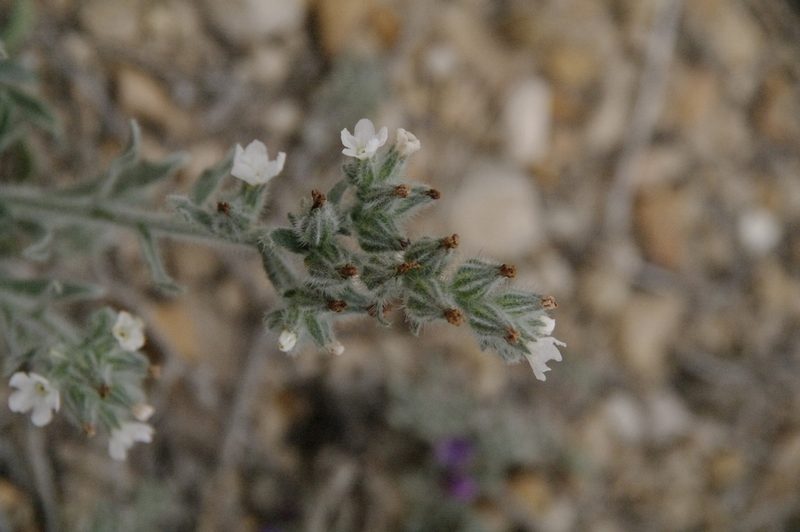 Oreocarya palmeri, photographed by Eric Knight