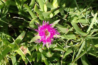 Carpobrotus deliciosus, photographed by Di Turner