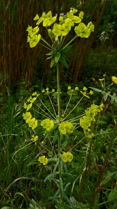 Euphorbia biumbellata, photographed by Neus Julià