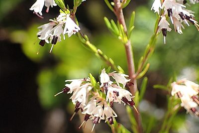 Erica fuscescens, photographed by Di Turner
