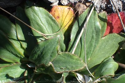 Hermas ciliata, photographed by Di Turner