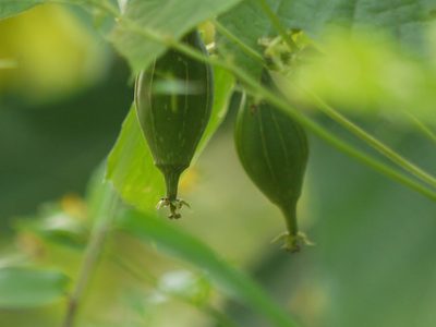 Luffa acutangula, photographed by Dinesh Valke