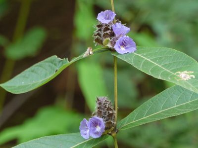 Neuracanthus sphaerostachyus, photographed by Dinesh Valke