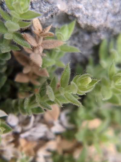 Trichogalium correllii, photographed by Eric Knight