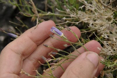 Giliastrum acerosum, photographed by Eric Knight