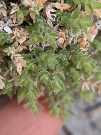 Trichogalium correllii, photographed by Eric Knight