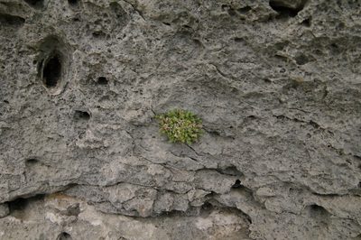 Trichogalium correllii, photographed by Eric Knight