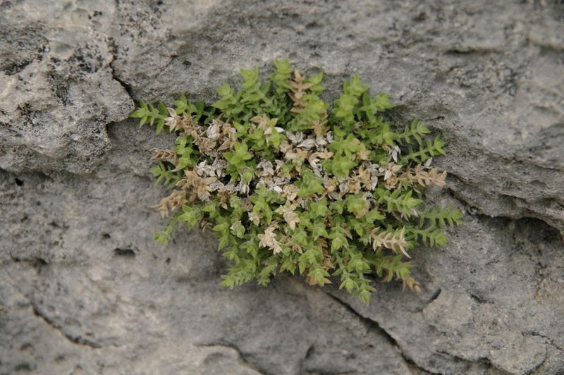 Trichogalium correllii, photographed by Eric Knight