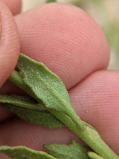 Perityle angustifolia, photographed by Eric Knight