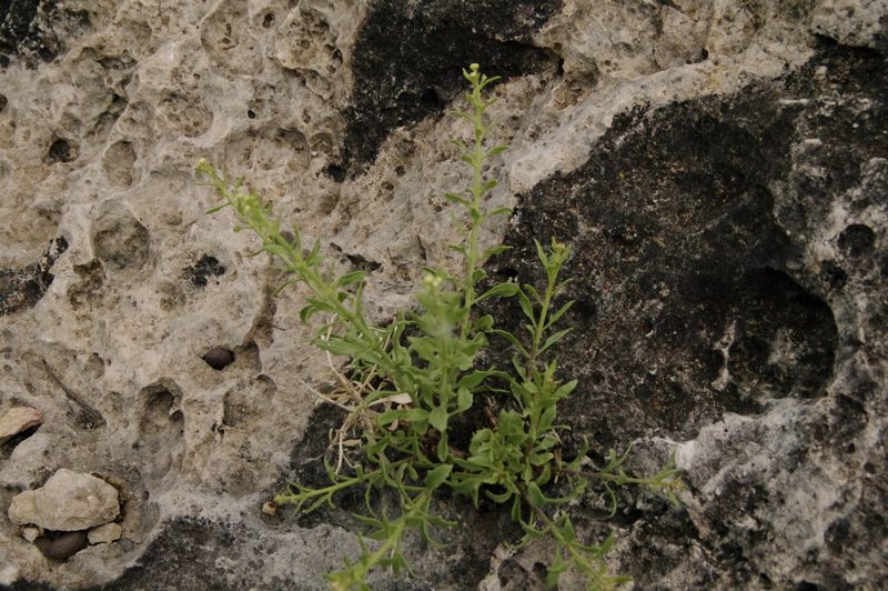 Perityle angustifolia, photographed by Eric Knight