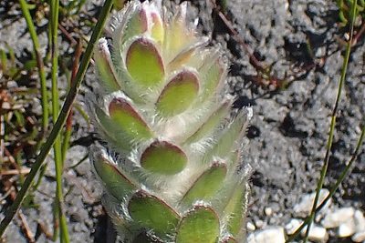 Mimetes pauciflorus, photographed by Di Turner