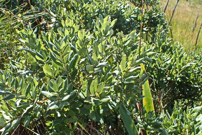 Myrica humilis, photographed by Di Turner