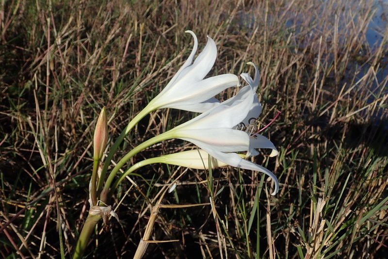 Crinum carolo-schmidtii, photographed by Robert Taylor