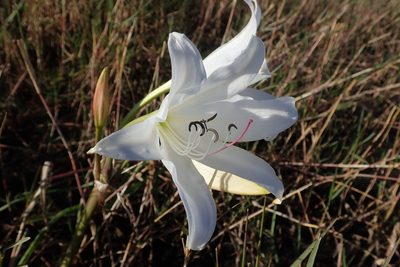 Crinum carolo-schmidtii, photographed by Robert Taylor