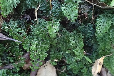 Hymenophyllum tunbrigense, photographed by Di Turner
