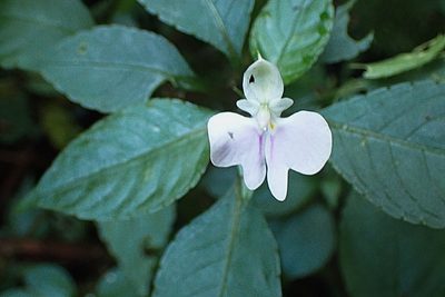 Impatiens hochstetteri, photographed by Di Turner