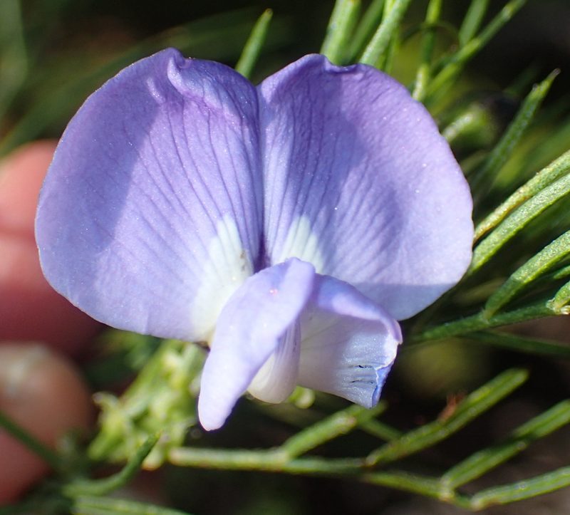 Psoralea montana, photographed by Nicola van Berkel