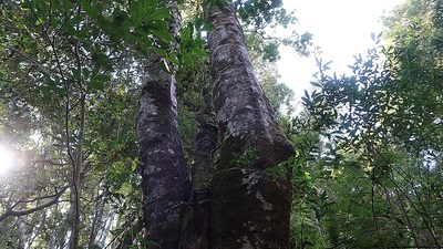 Ocotea bullata, photographed by Di Turner