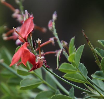 Indigofera fulcrata, photographed by Tony Rebelo