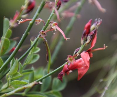 Indigofera fulcrata, photographed by Tony Rebelo