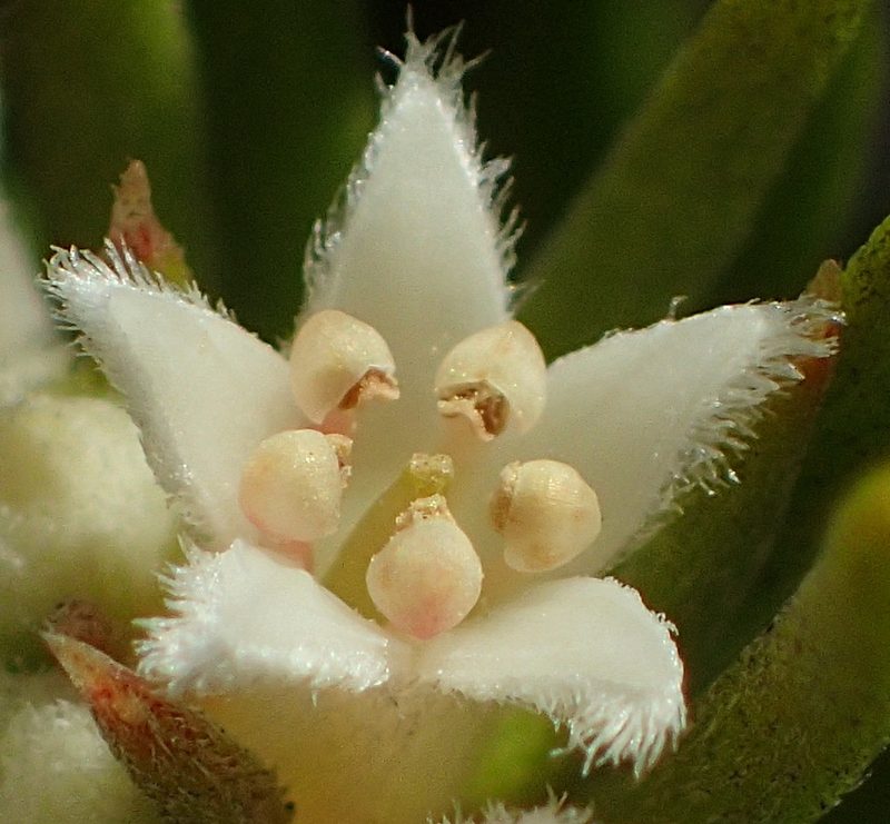 Phylica willdenowiana, photographed by Nicola van Berkel