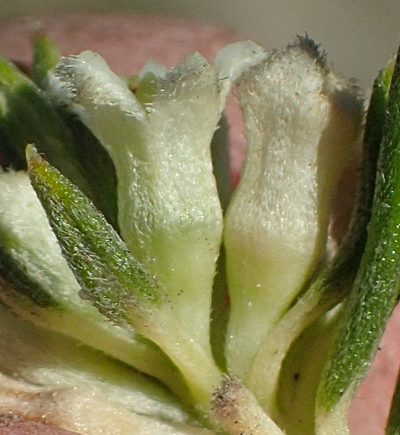 Phylica willdenowiana, photographed by Nicola van Berkel