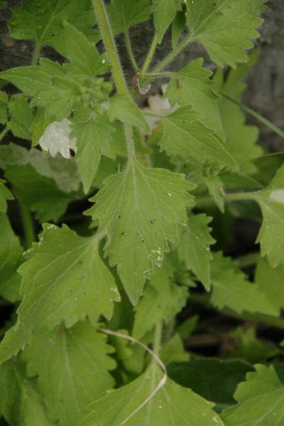 Flyriella parryi, photographed by Eric Knight