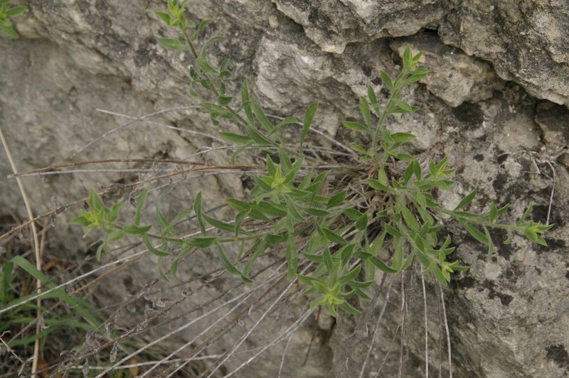 Heterotheca fulcrata, photographed by Eric Knight